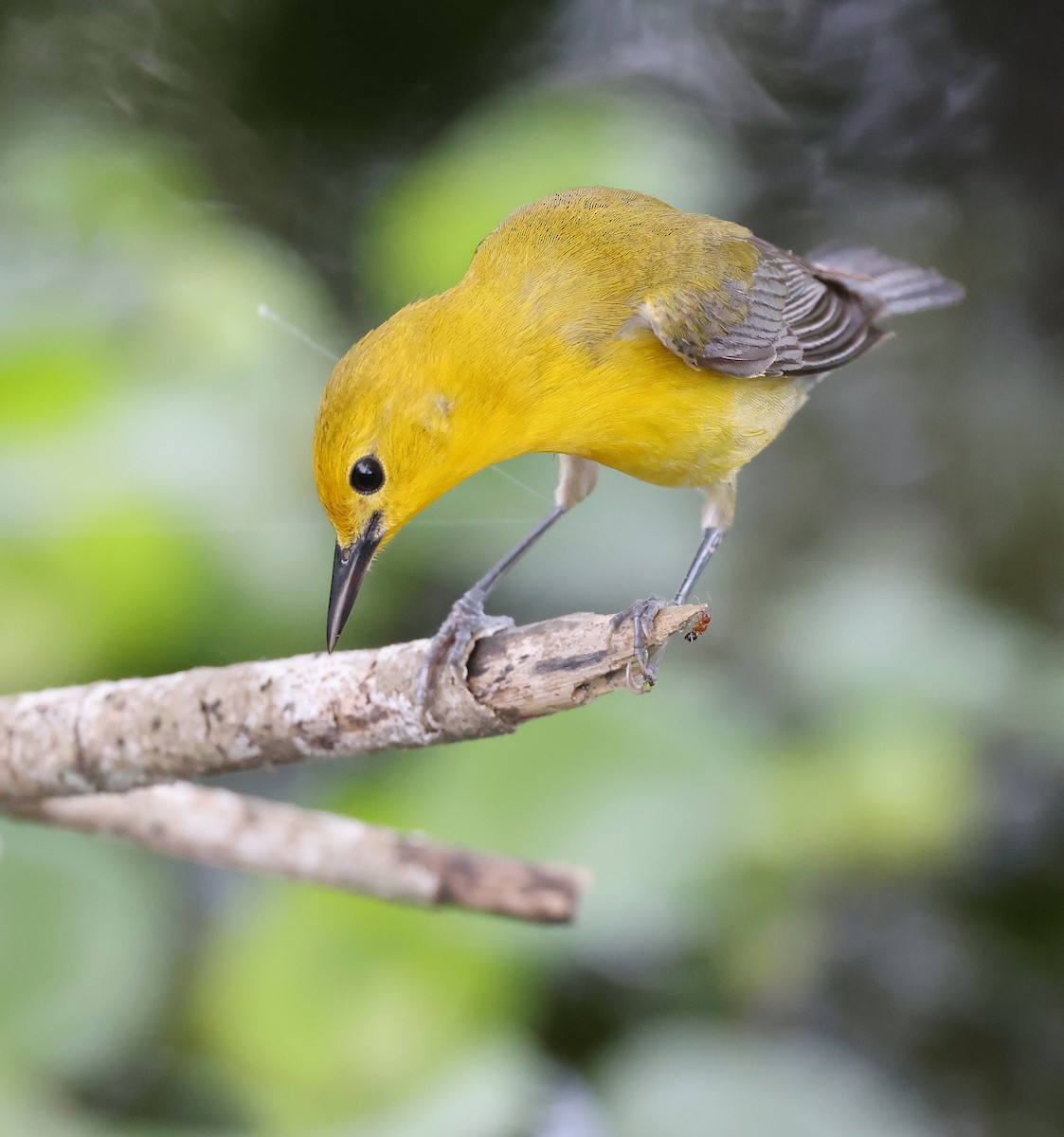 Prothonotary Warbler - Andy Gee