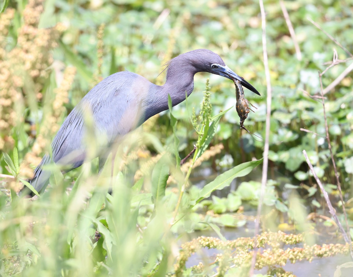 Little Blue Heron - Andy Gee