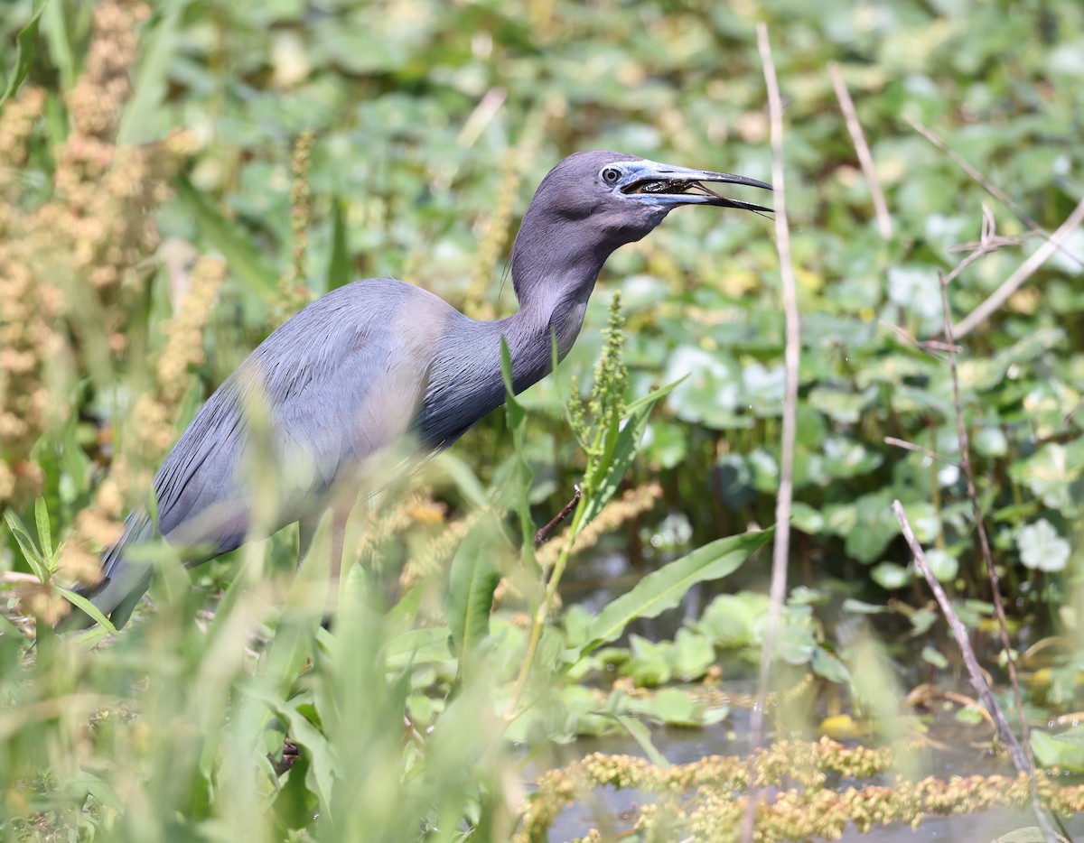Little Blue Heron - Andy Gee