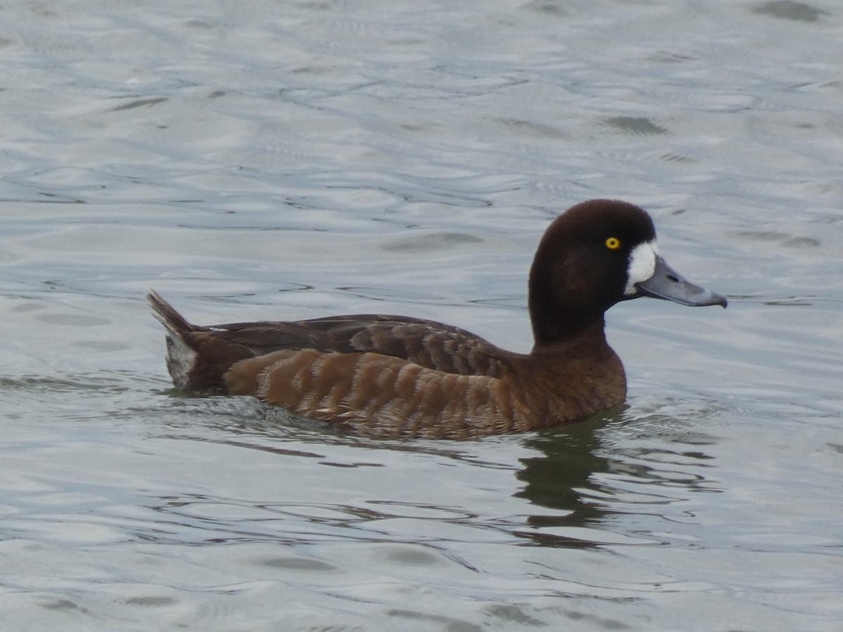 Greater Scaup - ML617844343