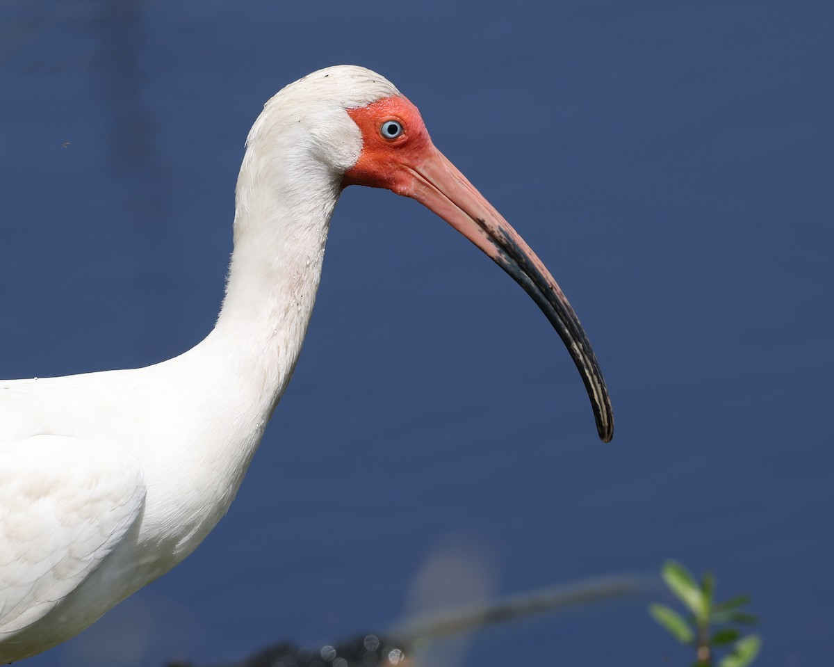 White Ibis - Andy Gee