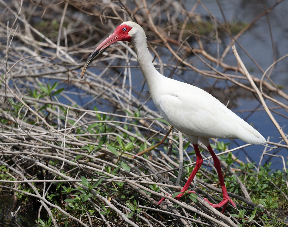 White Ibis - Andy Gee