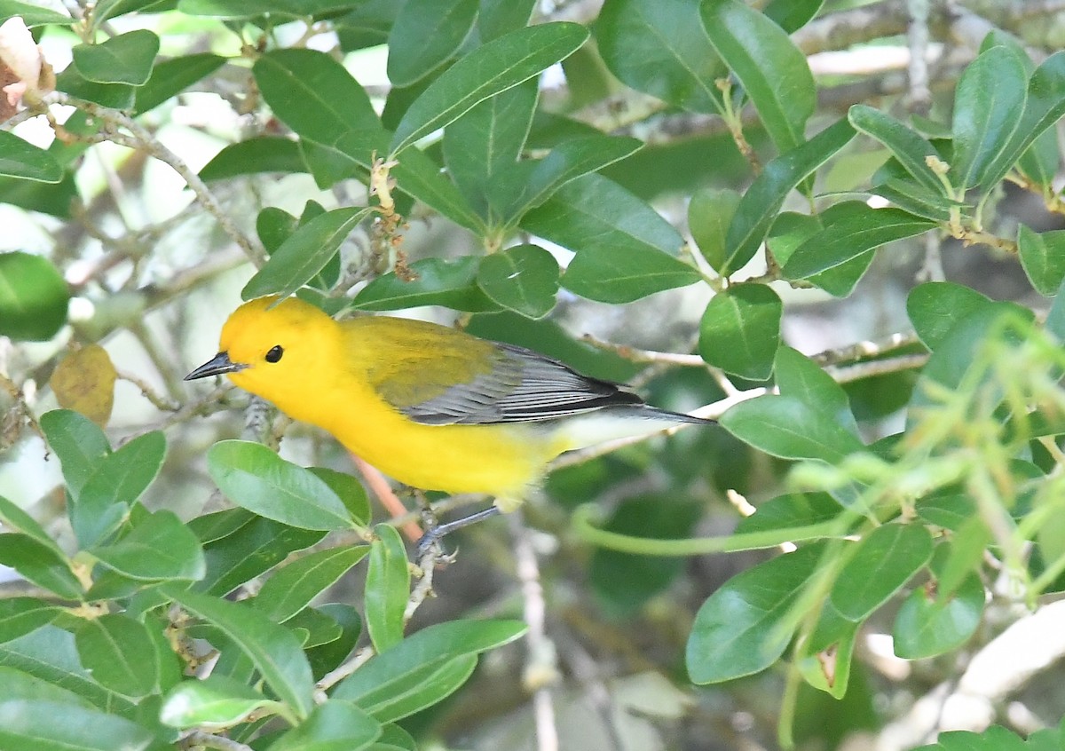 Prothonotary Warbler - ML617844436