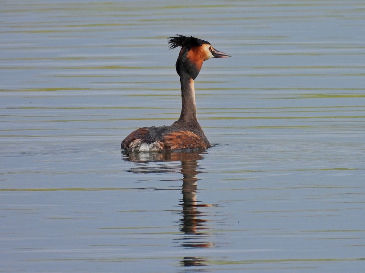 Great Crested Grebe - ML617844446