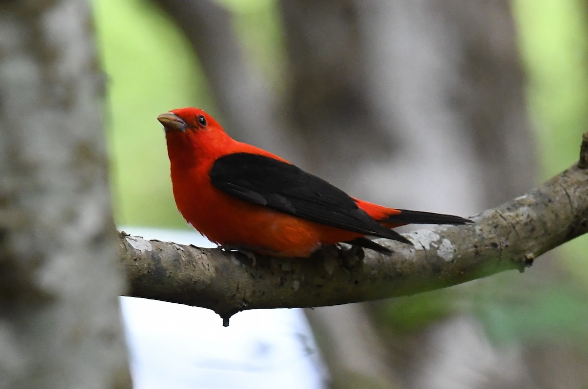 Scarlet Tanager - ML617844457