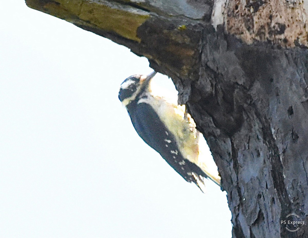 Hairy Woodpecker - ML617844476