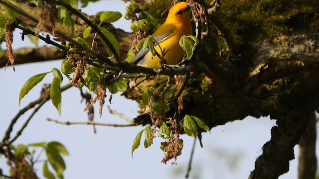 Prothonotary Warbler - ML617844537