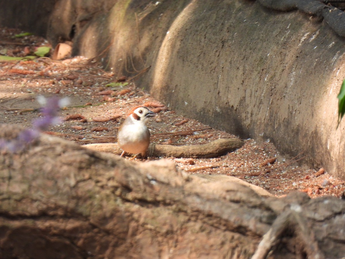 White-faced Ground-Sparrow - ML617844544