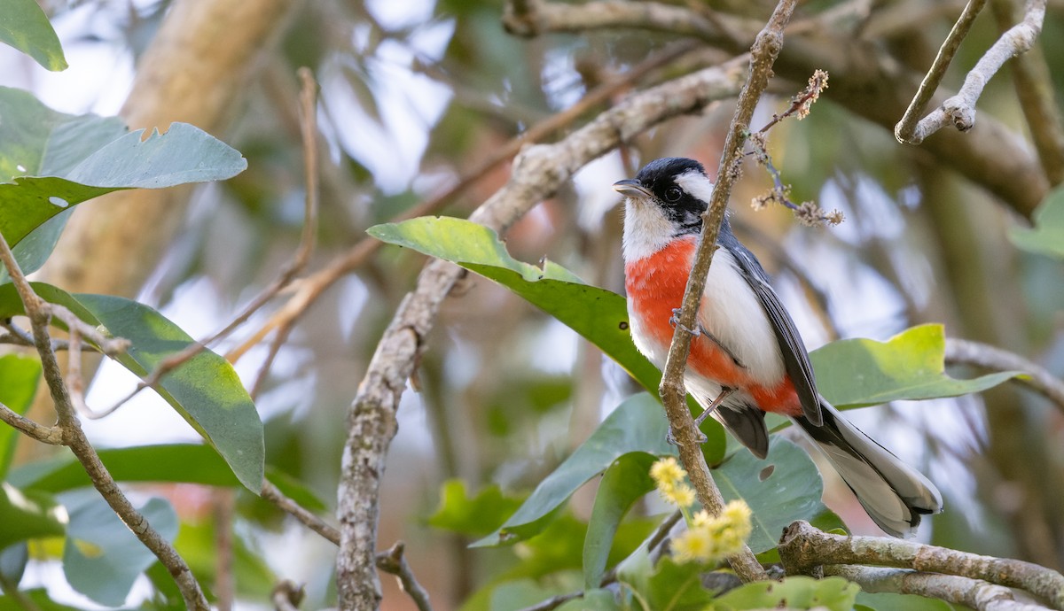 Red-breasted Chat (Tres Marias Is.) - ML617844553