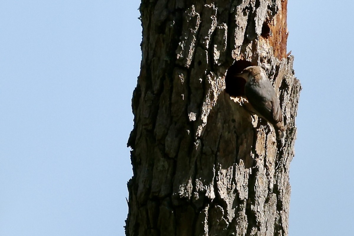 Brown-headed Nuthatch - ML617844560