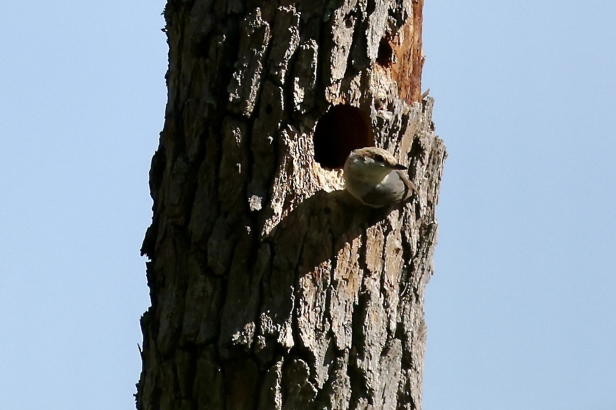 Brown-headed Nuthatch - ML617844561