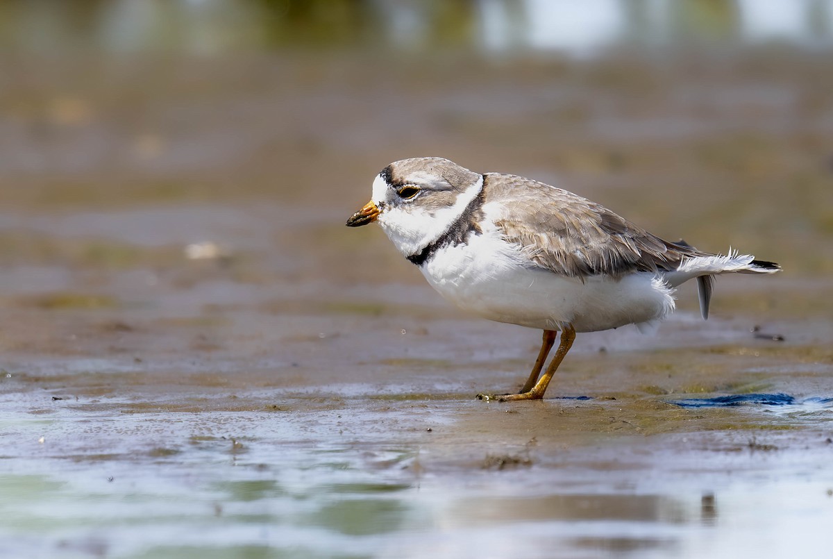 Piping Plover - ML617844610