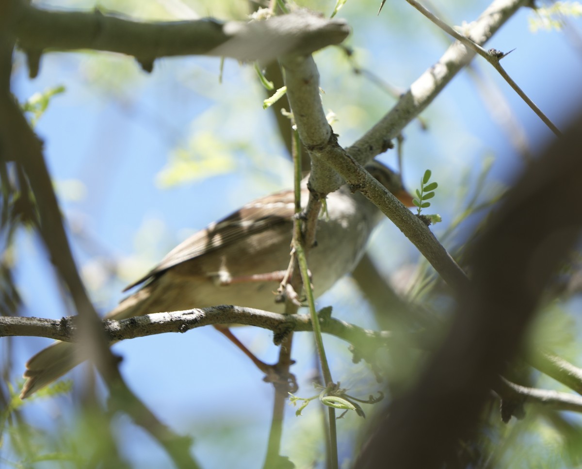 White-crowned Sparrow - ML617844611