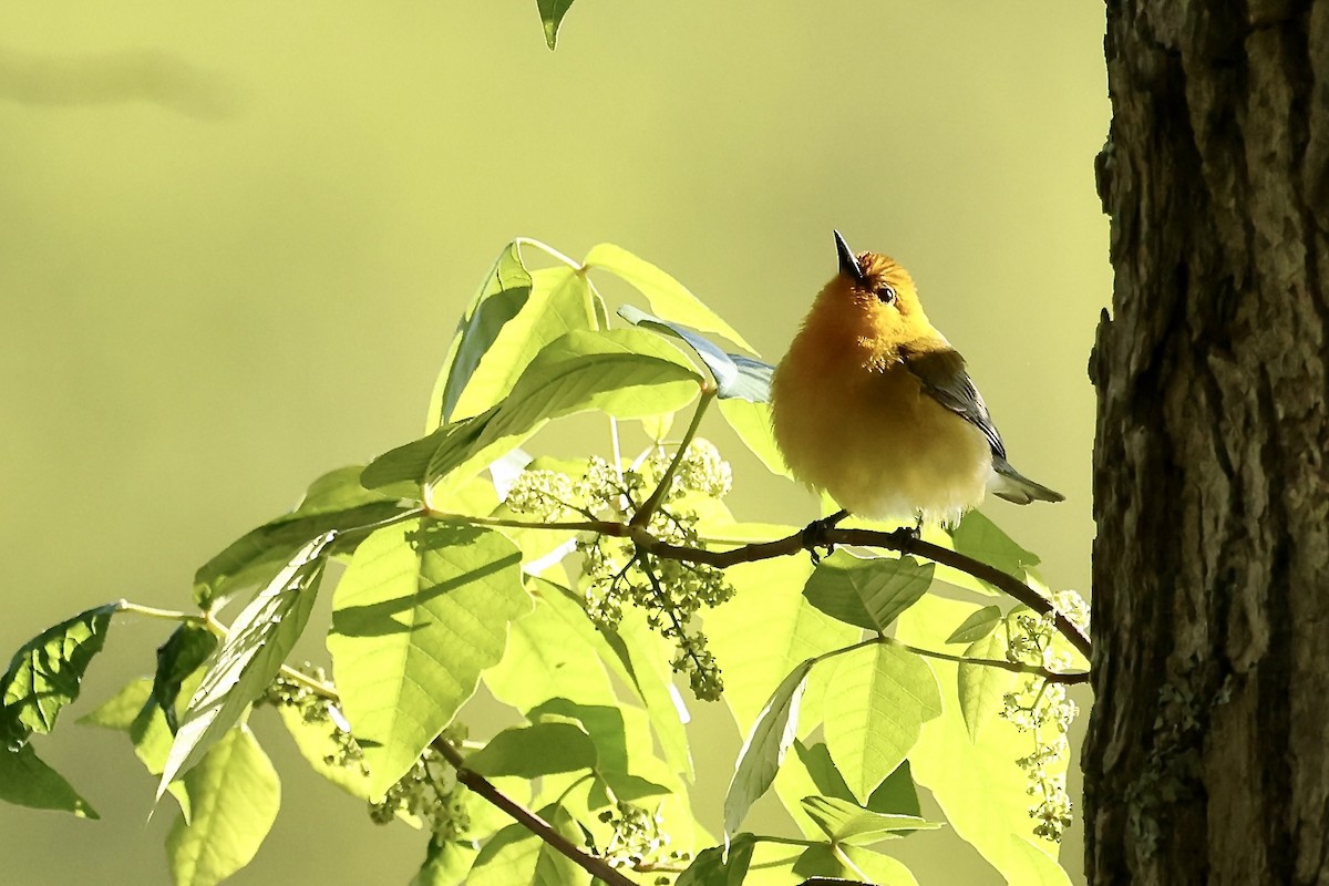 Prothonotary Warbler - Karen Barlow