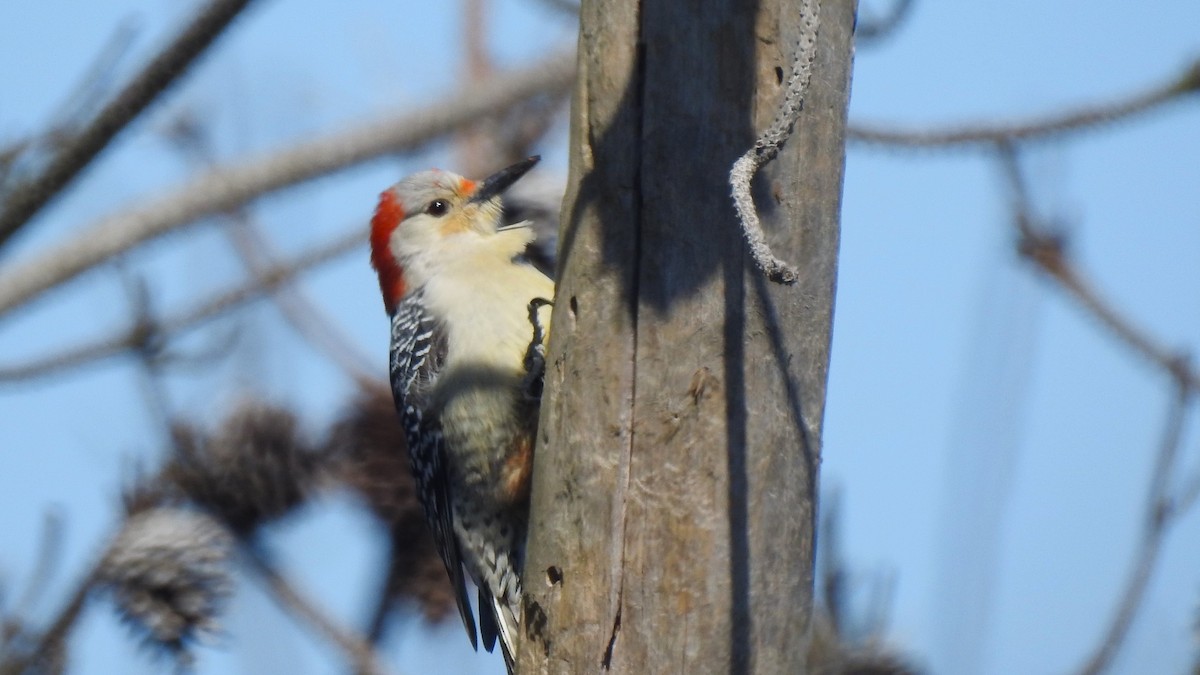 Red-bellied Woodpecker - ML617844654