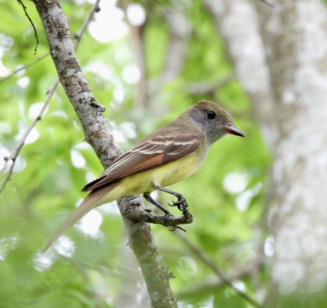Great Crested Flycatcher - ML617844688