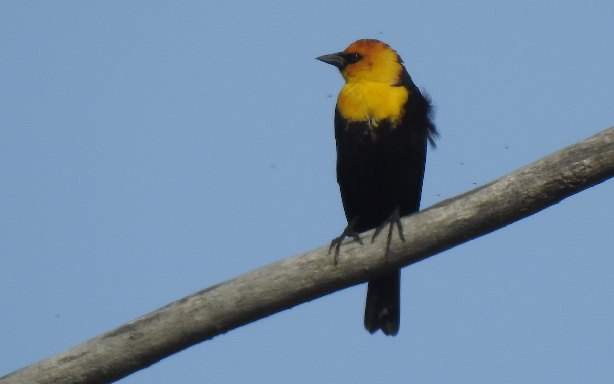Yellow-headed Blackbird - ML617844798