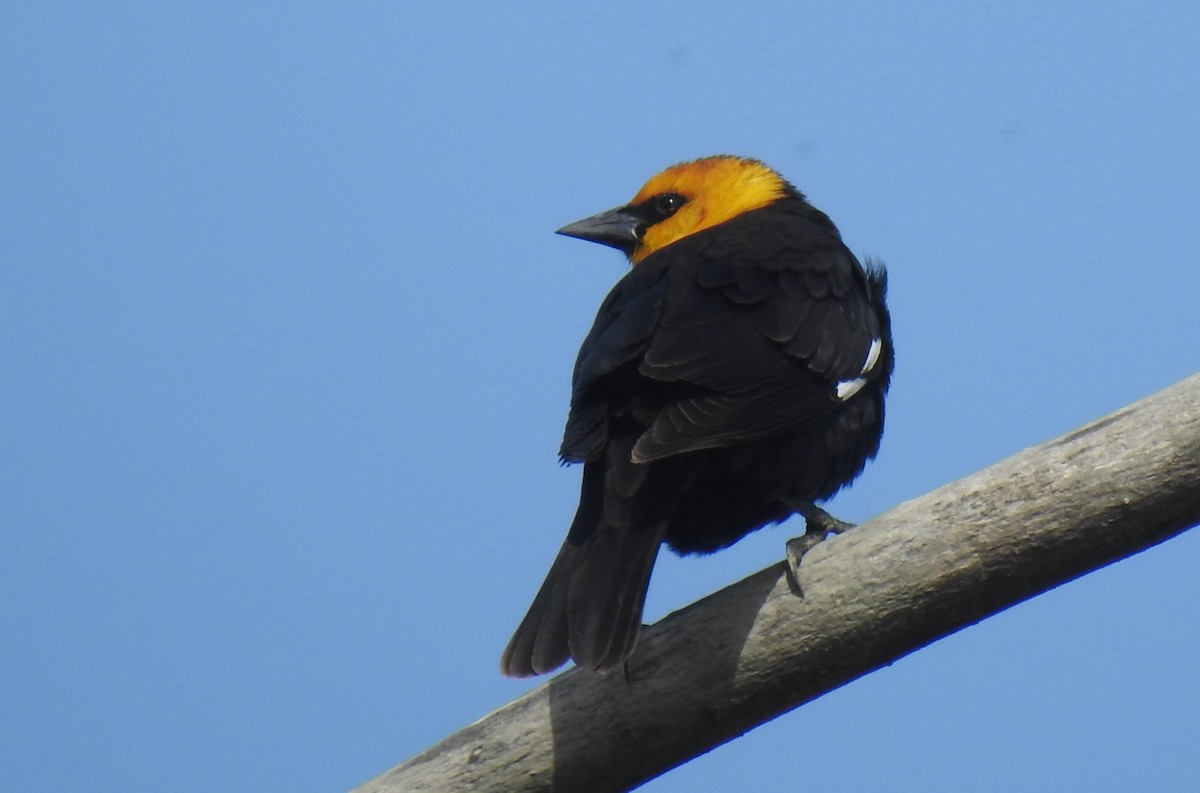 Yellow-headed Blackbird - Cos van Wermeskerken