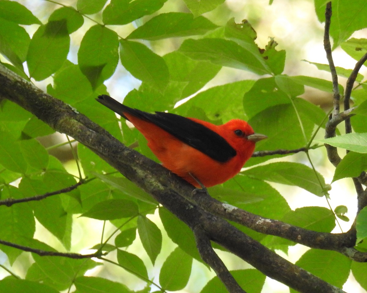 Scarlet Tanager - ML617844826