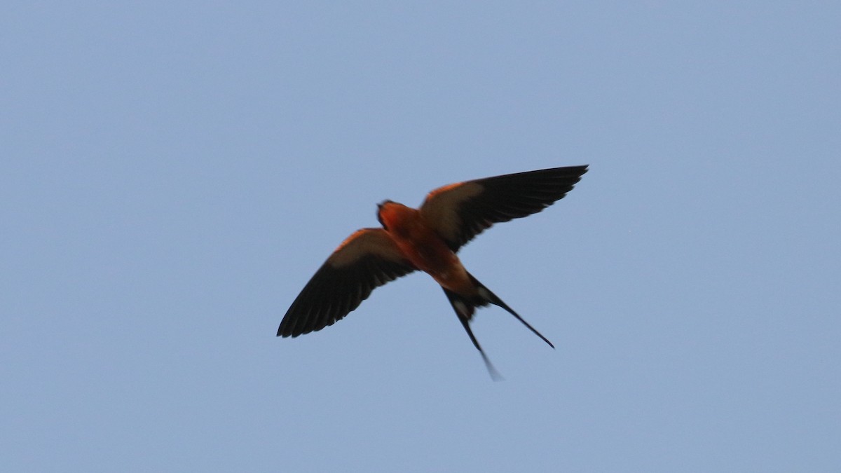 Rufous-chested Swallow - Robert Holland