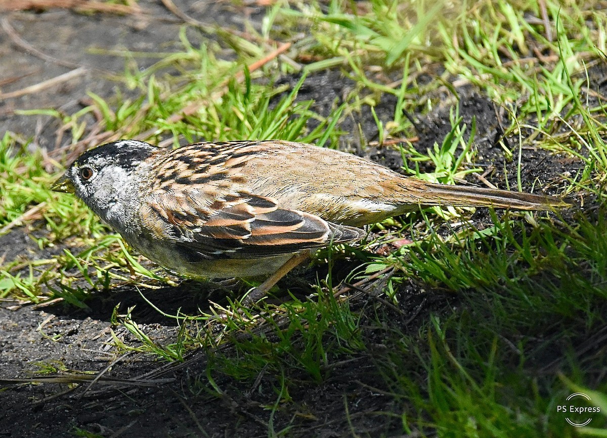 Golden-crowned Sparrow - Michael Brower