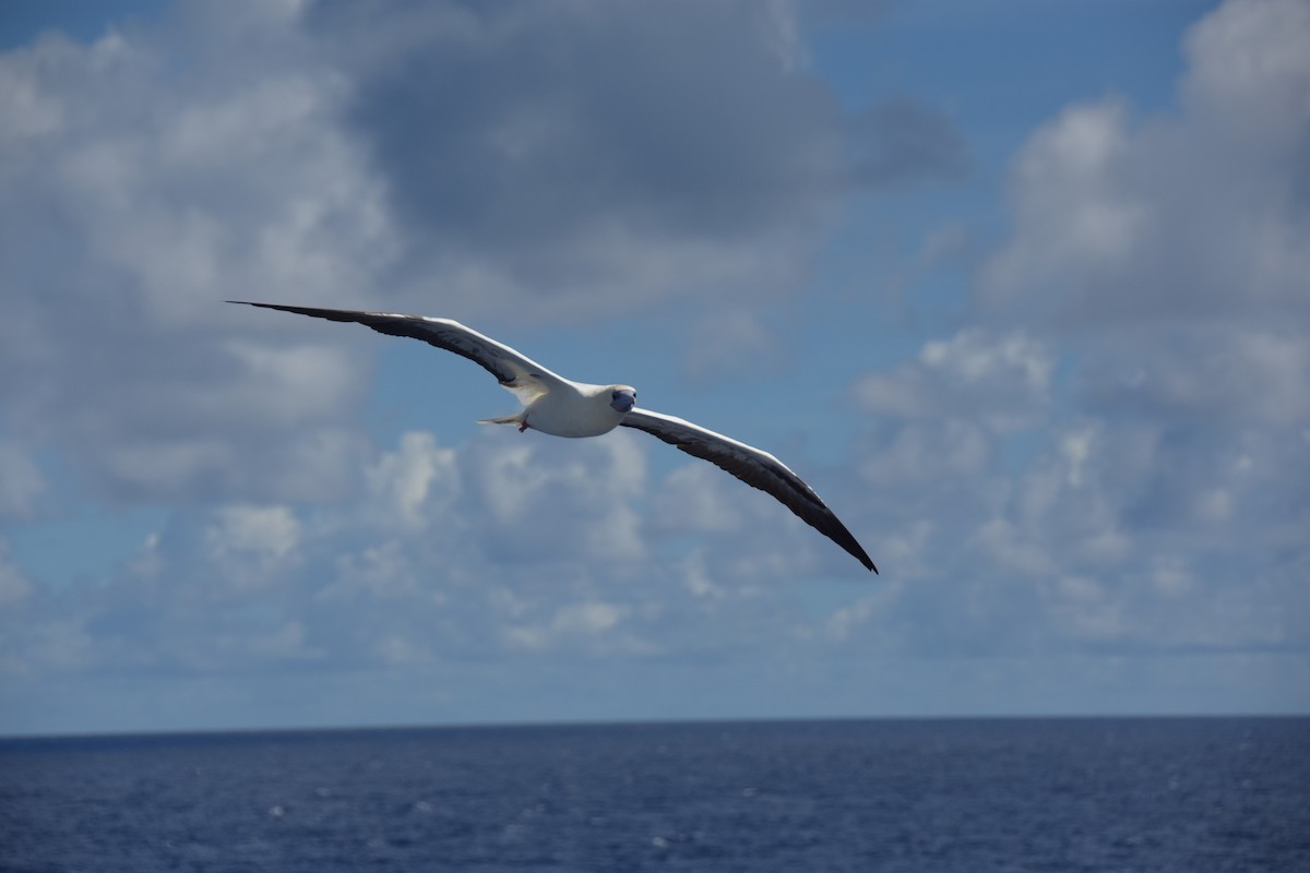 Red-footed Booby - ML617844875