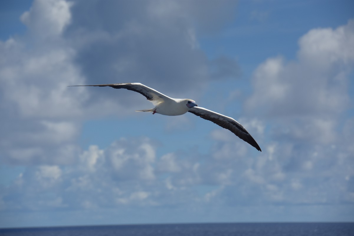 Red-footed Booby - ML617844876