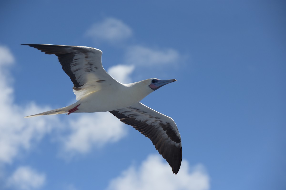 Red-footed Booby - ML617844878