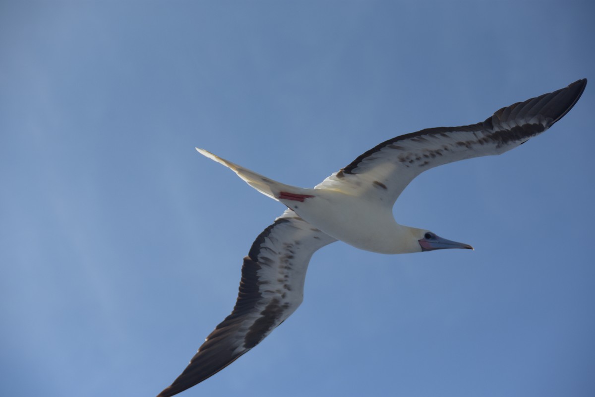 Red-footed Booby - ML617844879