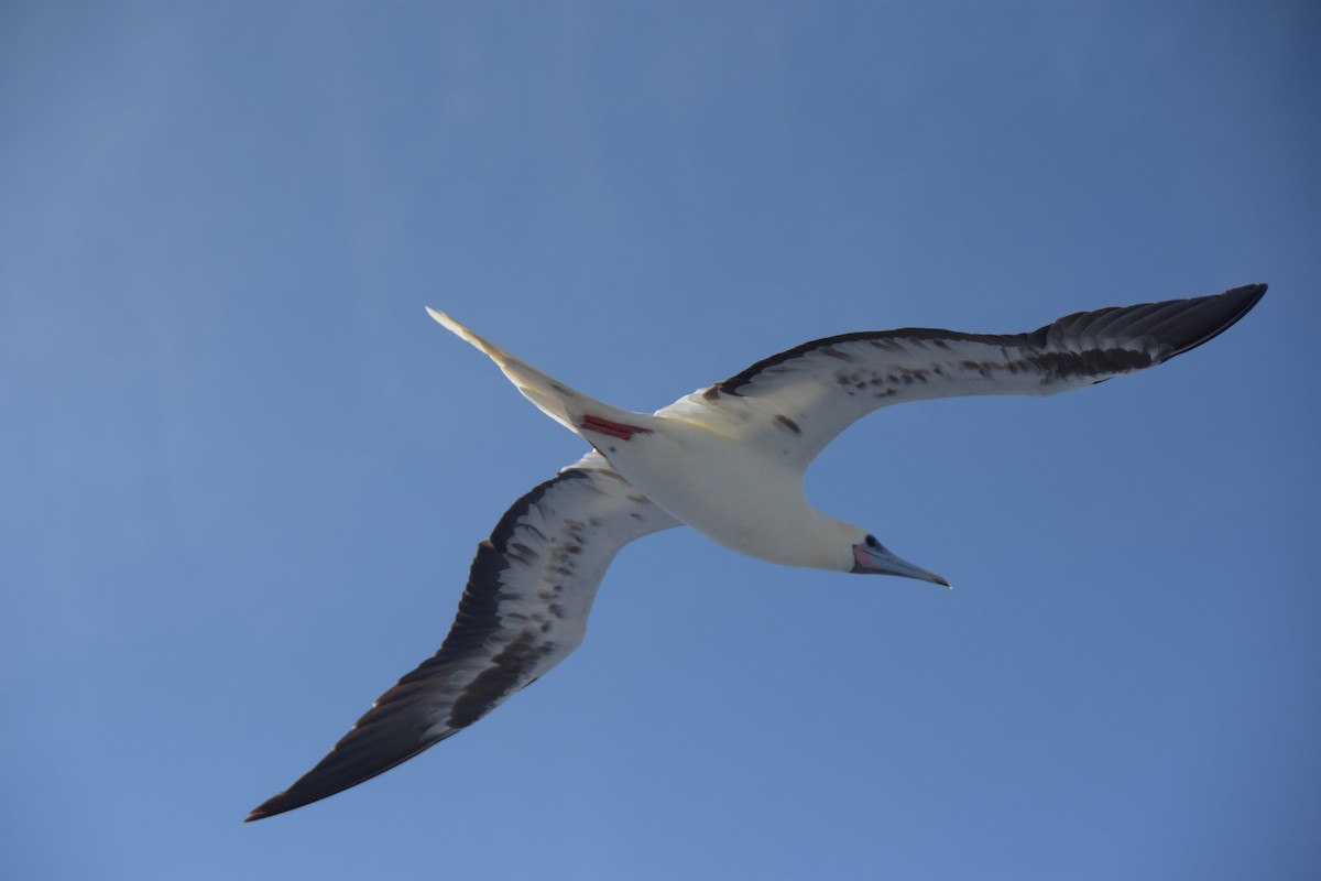 Red-footed Booby - ML617844880