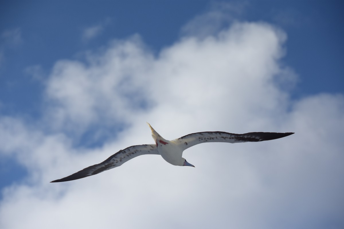 Red-footed Booby - ML617844881