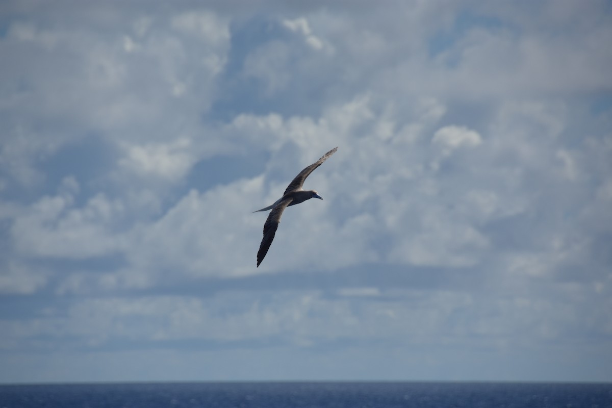 Red-footed Booby - ML617844883