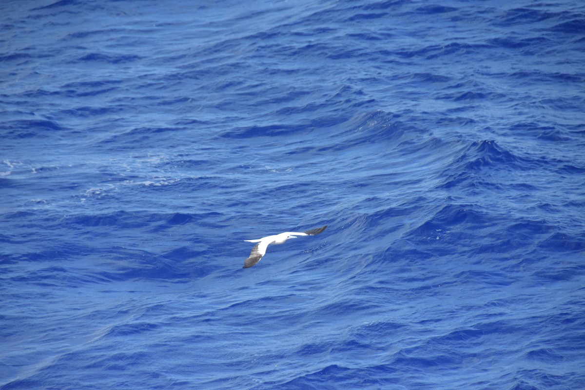 Red-footed Booby - ML617844884