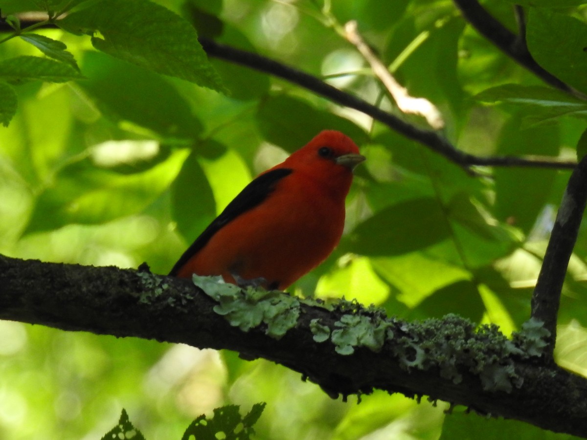 Scarlet Tanager - ML617844908