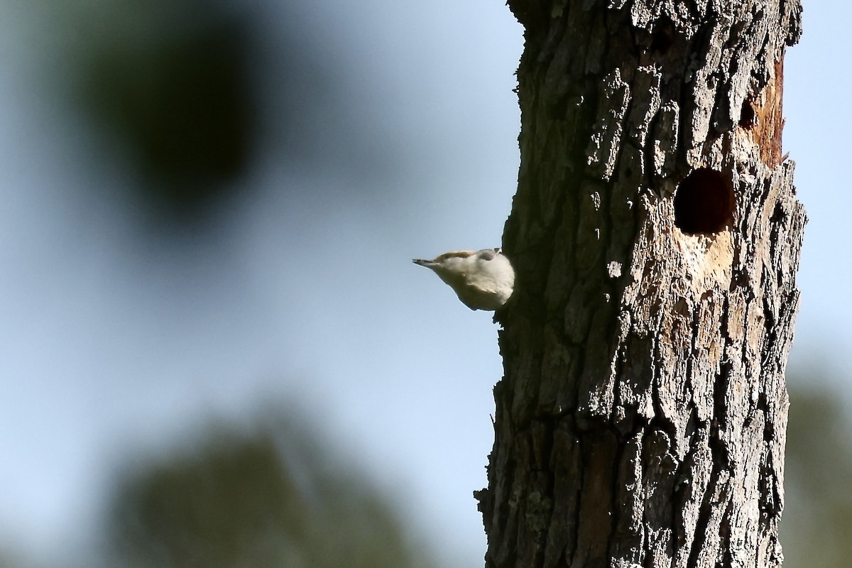Brown-headed Nuthatch - ML617844942
