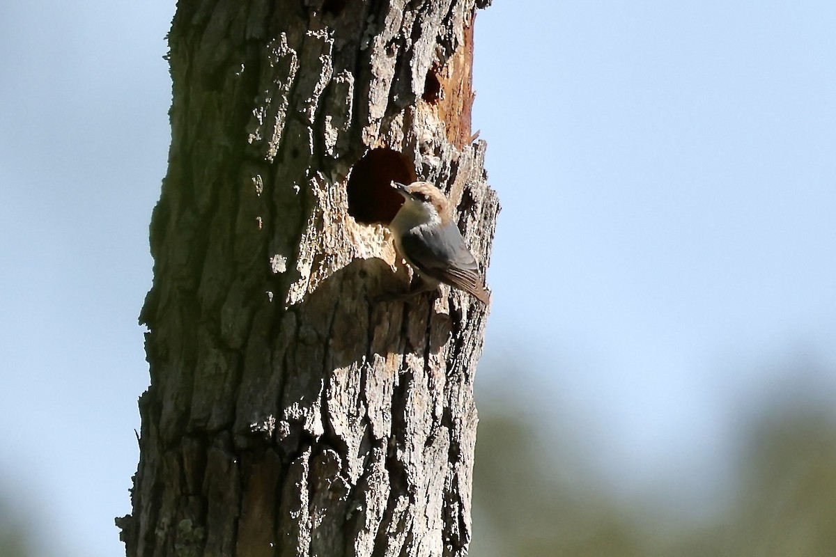 Brown-headed Nuthatch - ML617844943