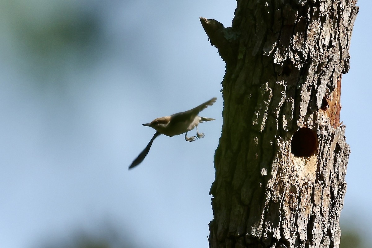 Brown-headed Nuthatch - ML617844944
