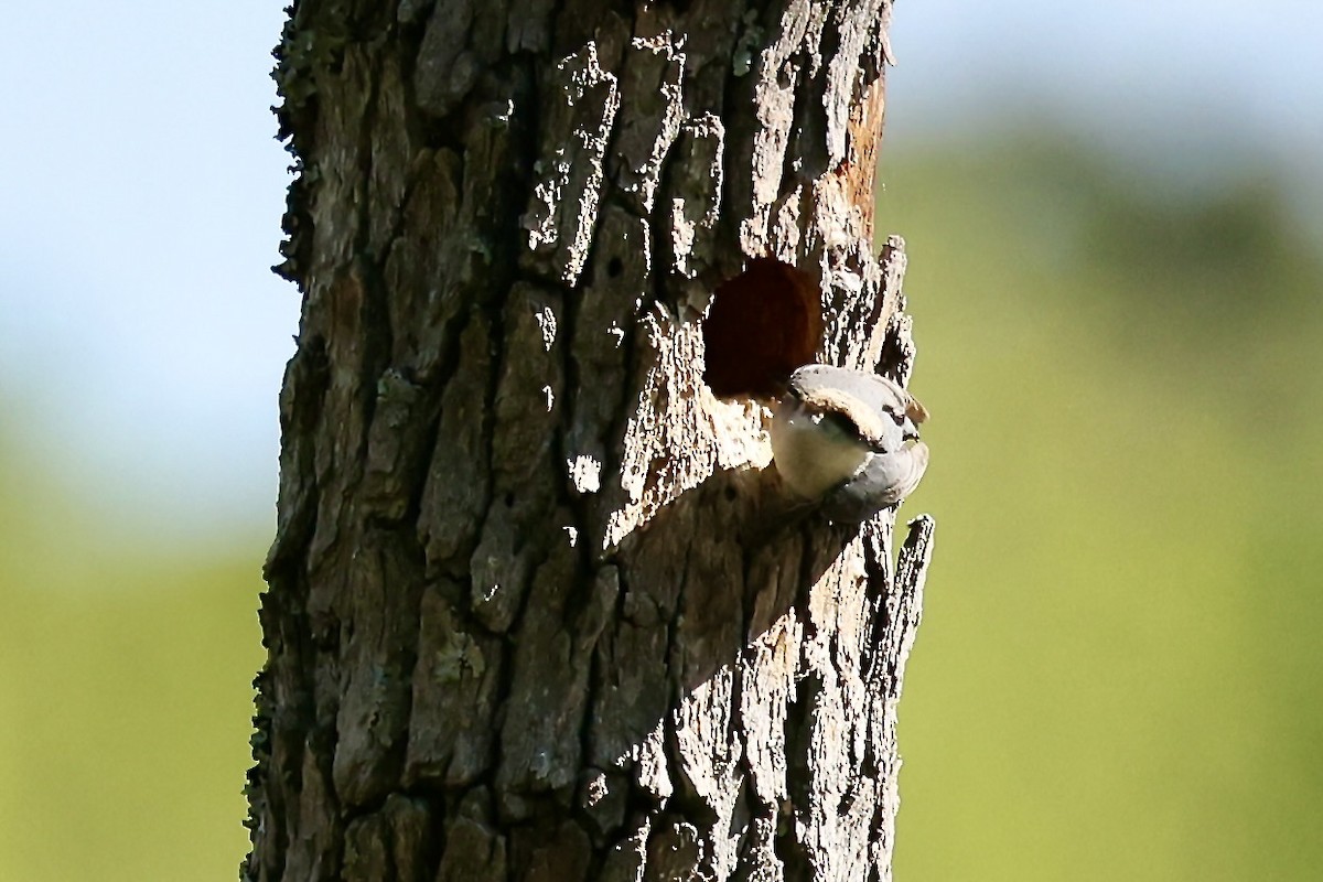 Brown-headed Nuthatch - ML617844945