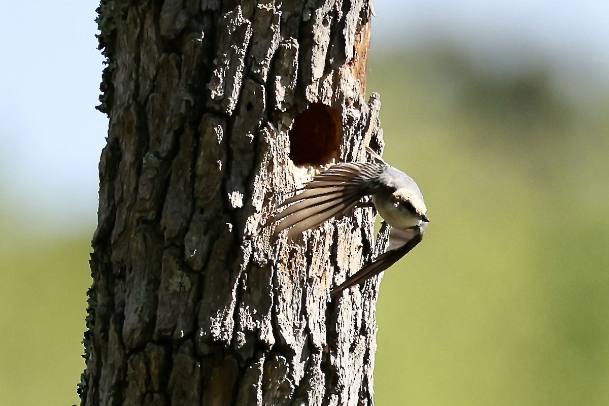 Brown-headed Nuthatch - ML617844946