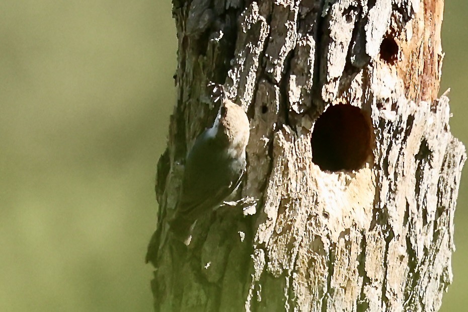Brown-headed Nuthatch - ML617844947