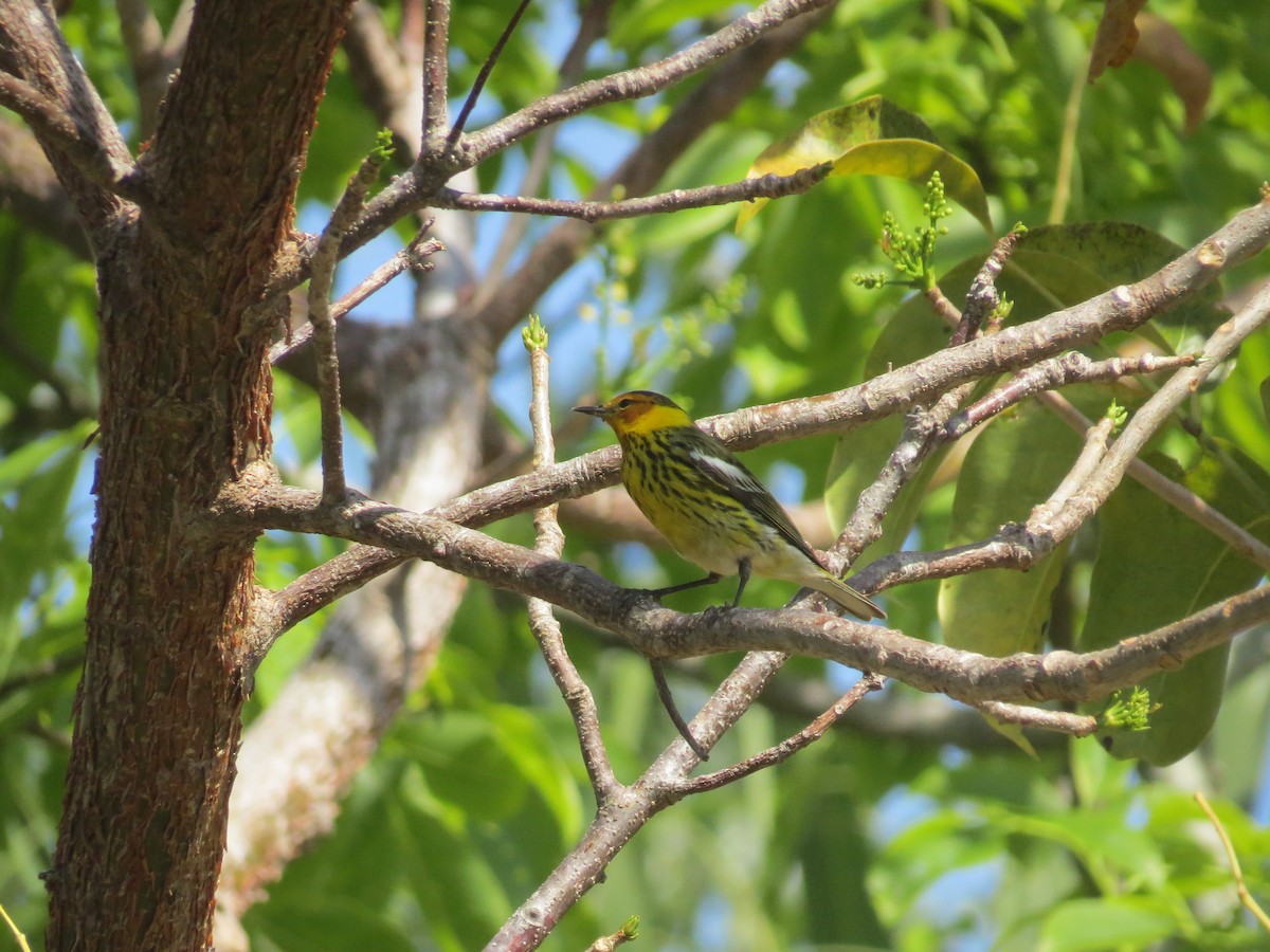 Cape May Warbler - ML617844975