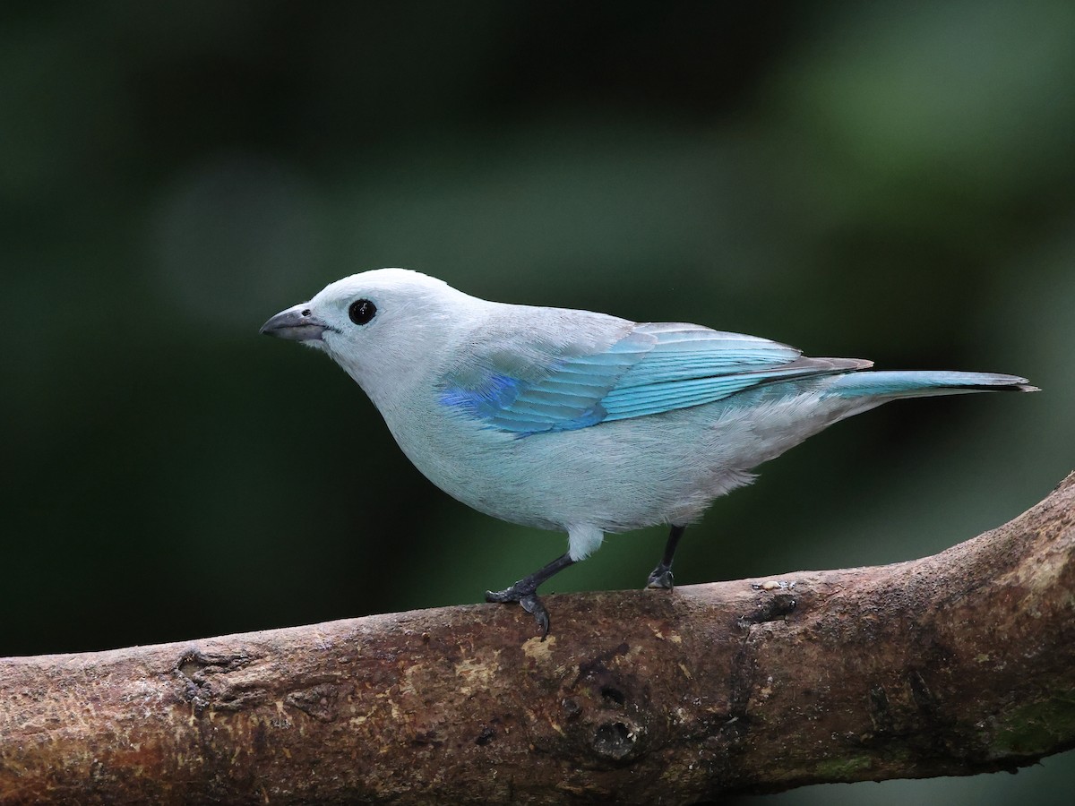 Blue-gray Tanager - ML617845034