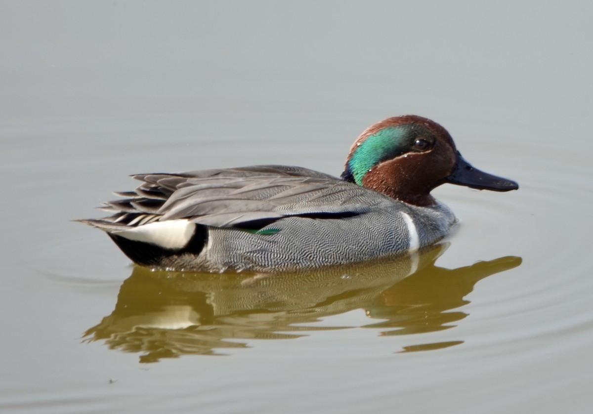 Green-winged Teal - ML617845065
