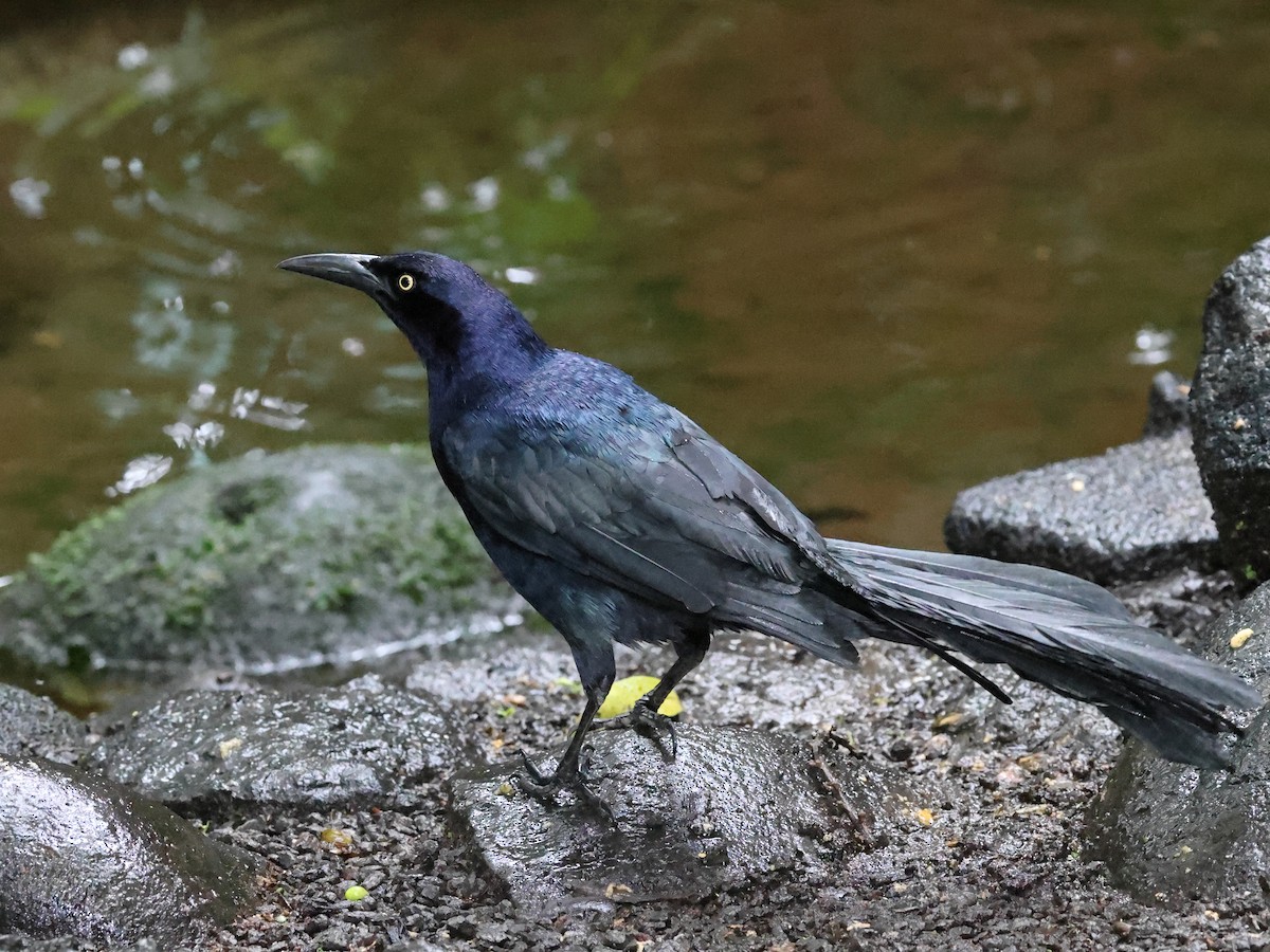 Great-tailed Grackle - ML617845084