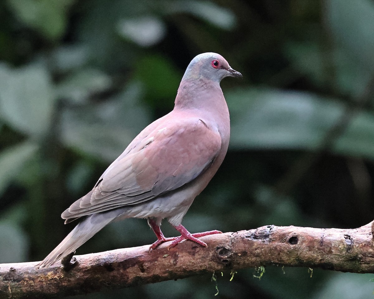 Pale-vented Pigeon - ML617845113