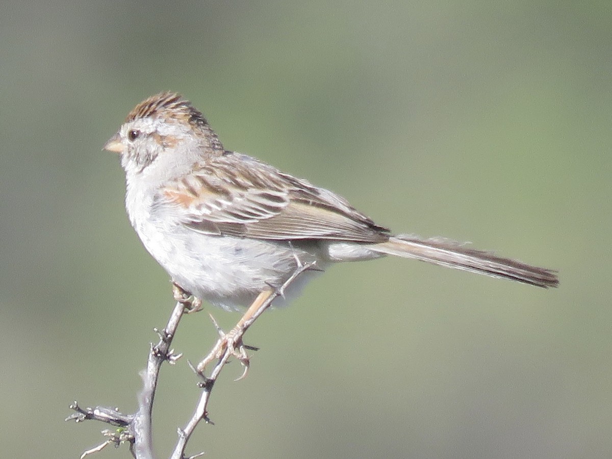 Rufous-winged Sparrow - ML617845114