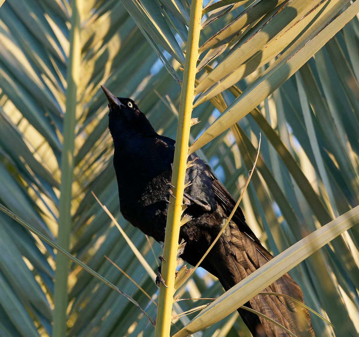 Great-tailed Grackle - ML617845137