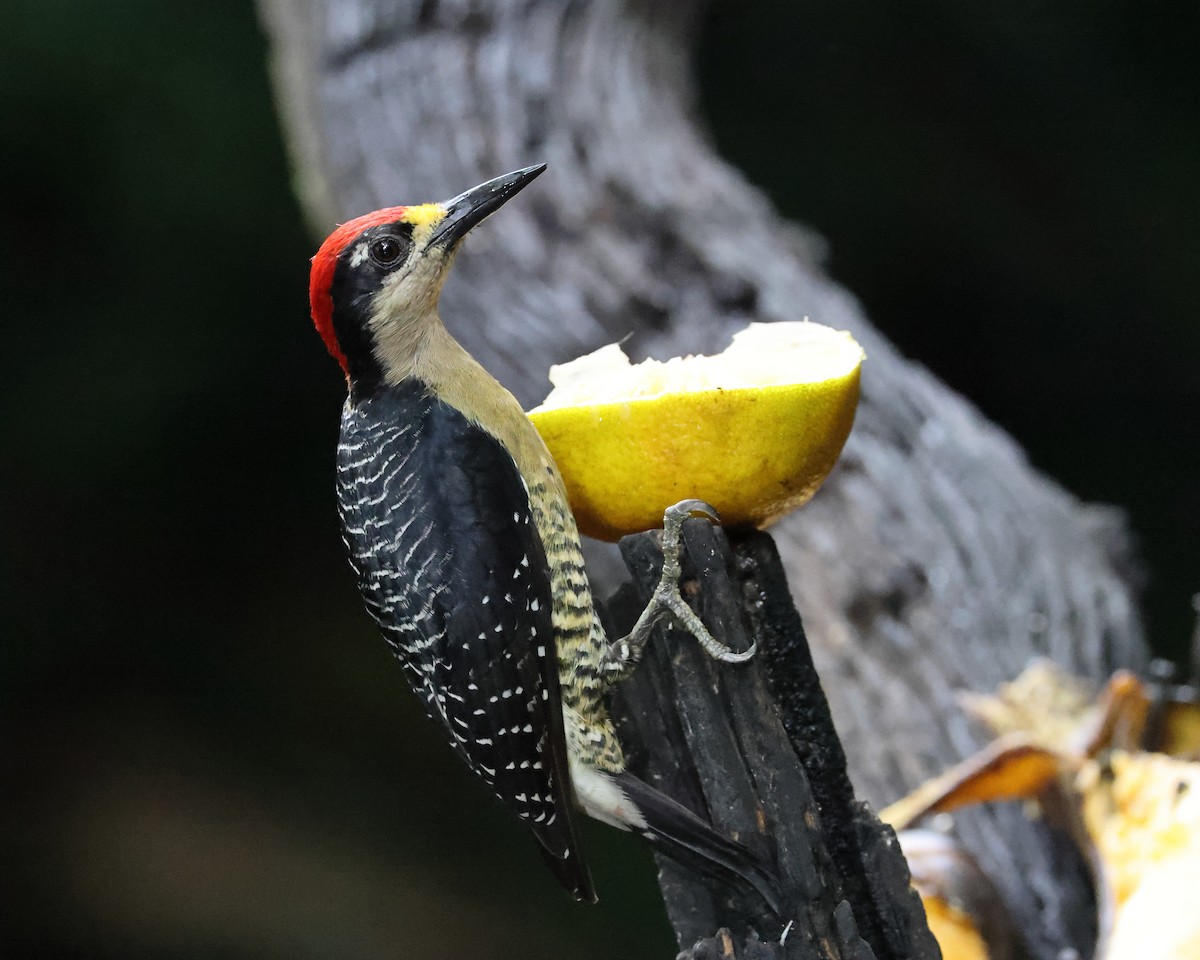 Black-cheeked Woodpecker - ML617845152