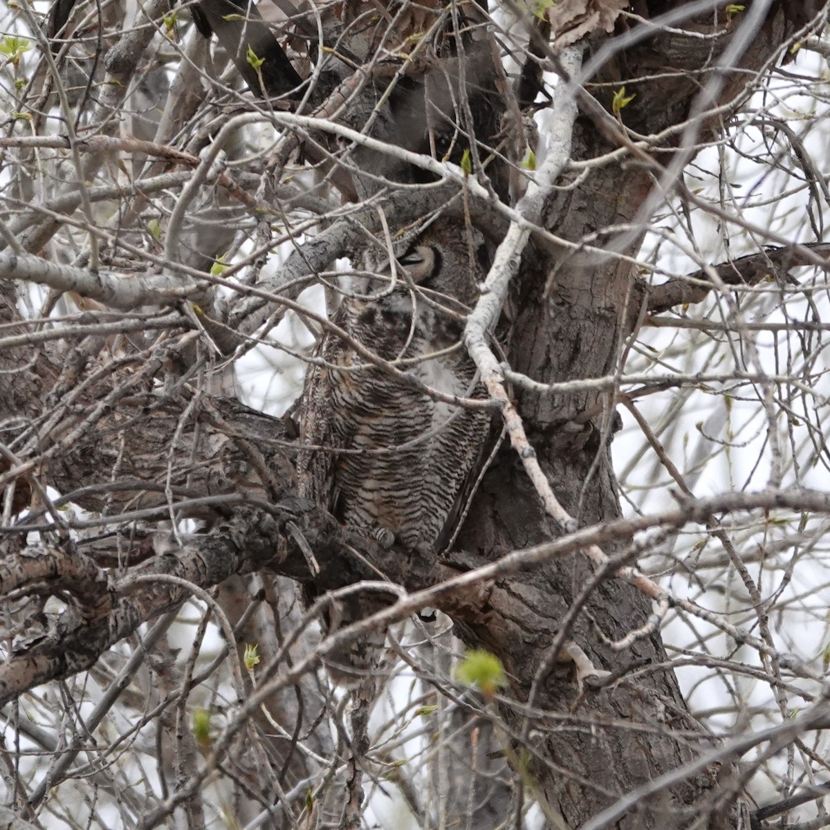 Great Horned Owl - ML617845154