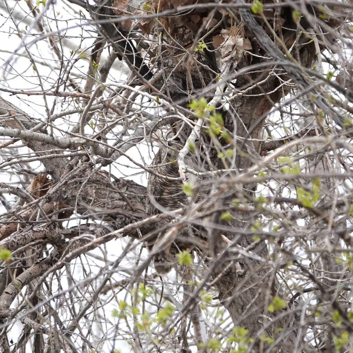 Great Horned Owl - ML617845155